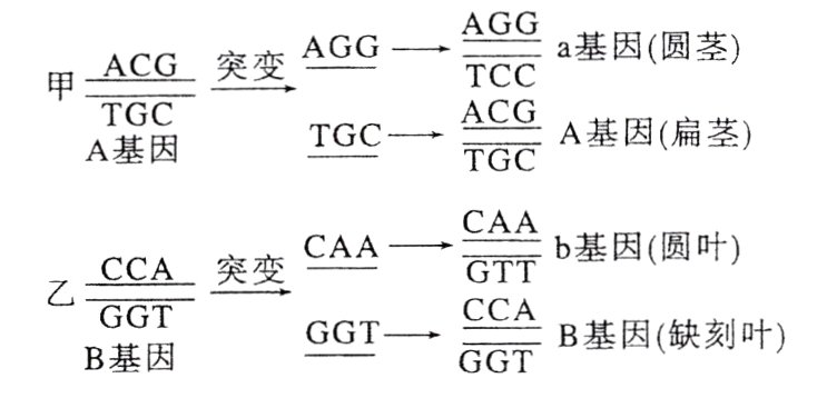 B基因缺刻叶GGTB基因GGT