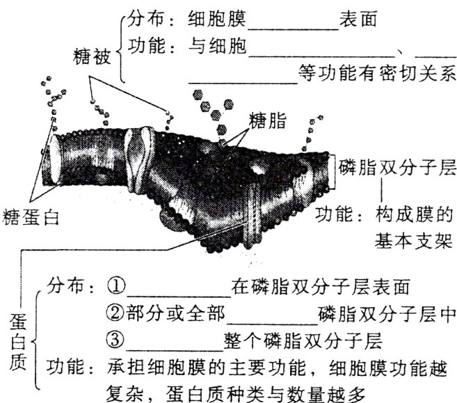 功能承担细胞膜的主要功能细胞膜功能越复杂蛋白质种类与数量越多