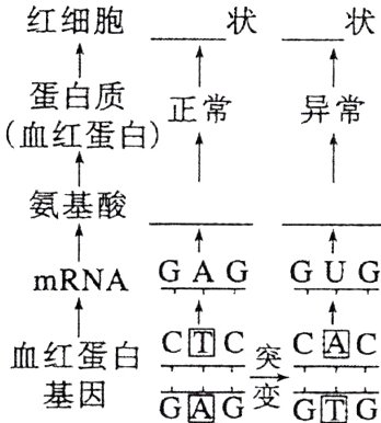 血红蛋白基因GG受GG