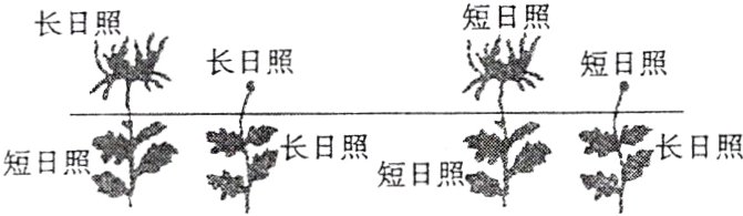 长日照长日照短日照短日照