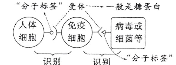 分子标签识别识别