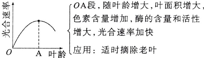 应用适时摘除老叶叶龄