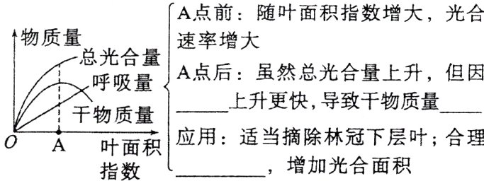 应用适当摘除林冠下层叶合理0A叶面积增加光合面积指数
