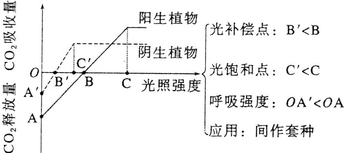 释A用间作套种