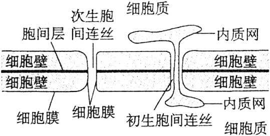 内质网细胞膜细胞膜初生胞间连丝细胞质