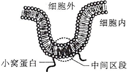 中间区段小窝蛋白