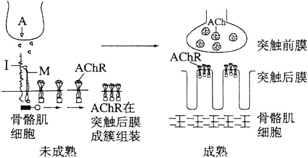 鳖膜二王二王玉王二王骼肌骨骼肌未成熟成熟