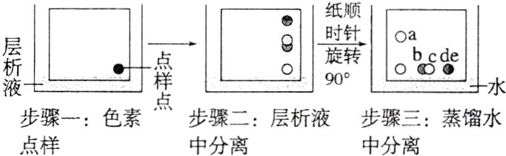 步骤一色素步骤二层析液步骤三蒸馏水点样中分离中分离