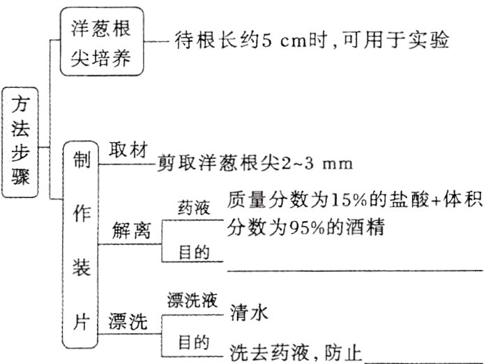 片漂洗目的洗去药液防止