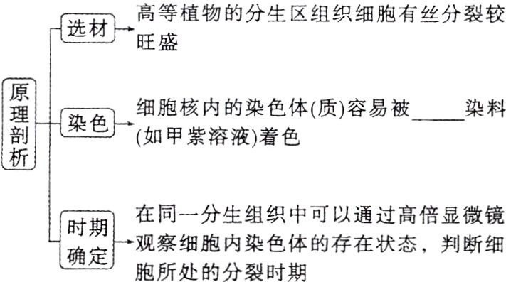 时察一分生组织体可以通过显微镇胞所处的分裂时期