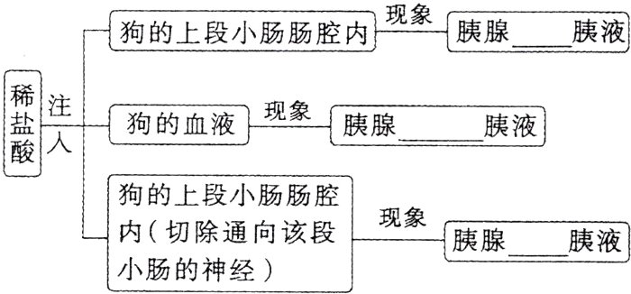 内切除通向该段胰腺胰液小肠的神经