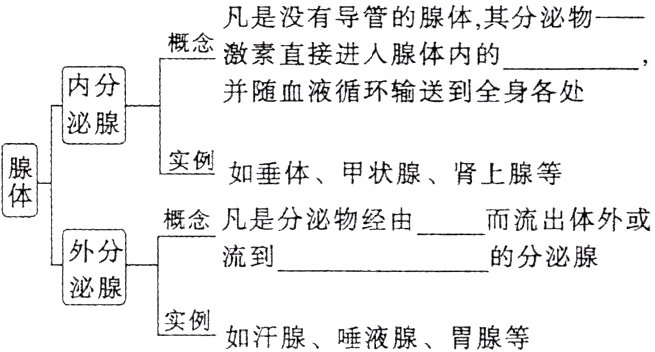 实例如汗腺唾液腺胃腺等