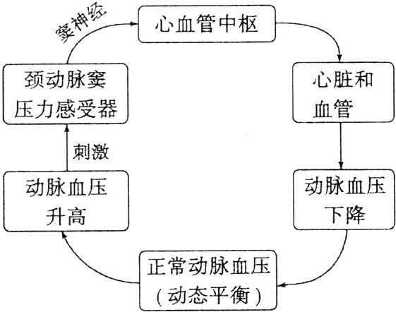 正常动脉血压动态平衡