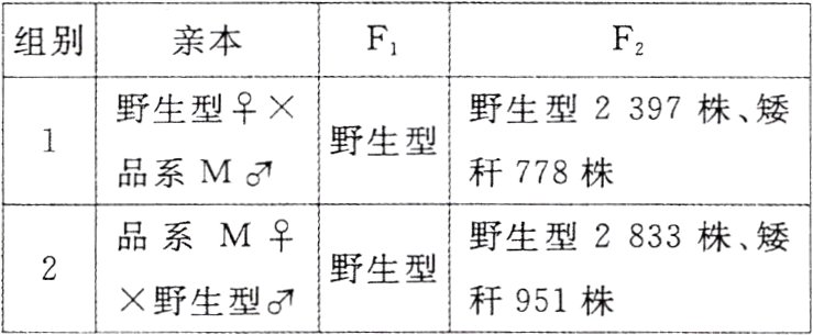 野生型秆951株野生型
