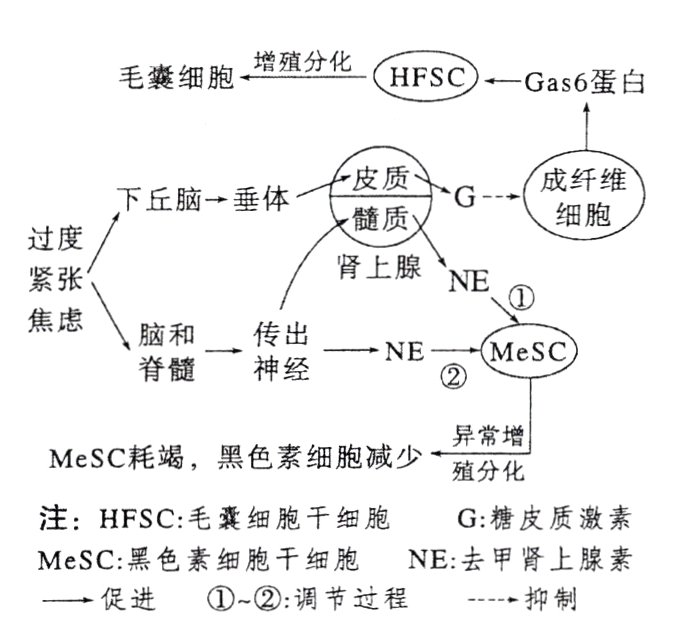 MeSC黑色素细胞干细胞NE去甲肾上腺素促进调节过程抑制