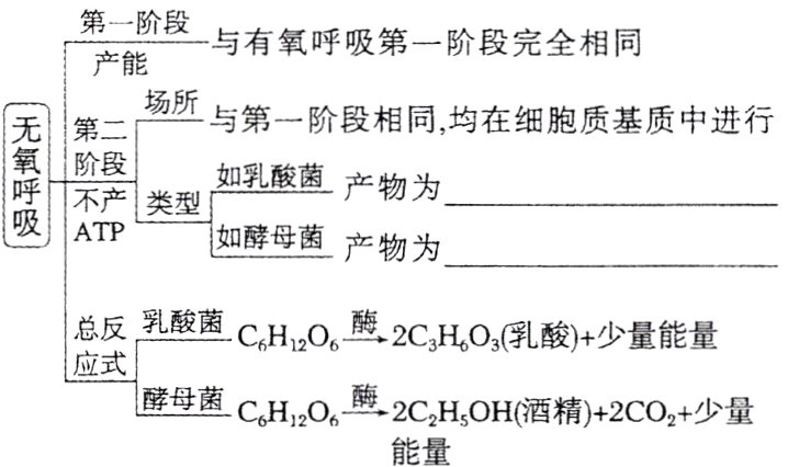 酵母菌CH2O酶2C2HOH酒精2CO少量能量