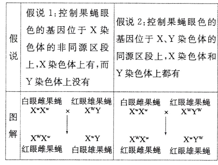 红眼雌果蝇白眼雄果蝇红眼雌果蝇红眼雄果蝇