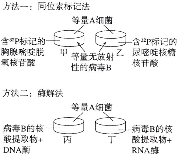 酸提取物丁酸提取物DNA酶RNA酶