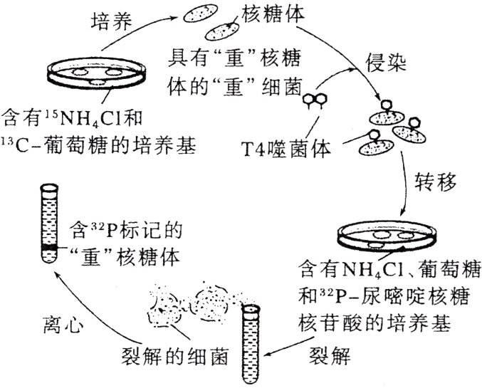 裂解裂解的细菌