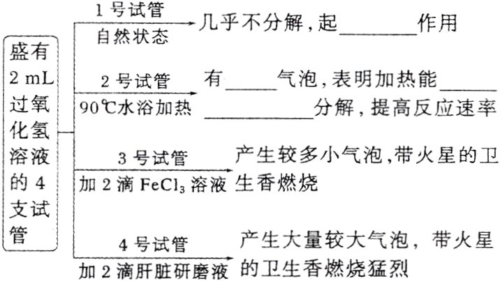 产生大量较大气泡带火星4号试管加2滴肝脏研磨液的卫生香燃烧猛烈