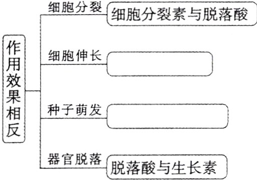 器官脱落脱落酸与生长素