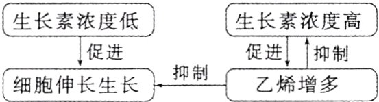 抑制乙烯增多细胞伸长生长