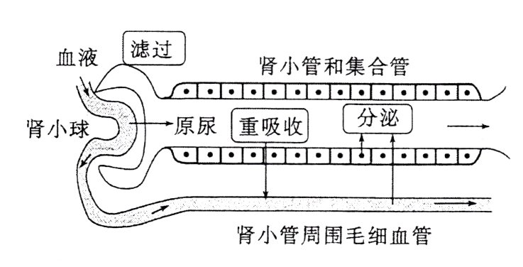 肾小管周围毛细血管