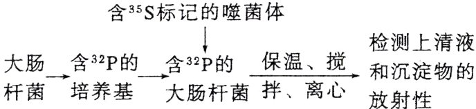 大肠含332P的含332P的和沉淀物的拌离心杆菌培养基大肠杆菌放射性