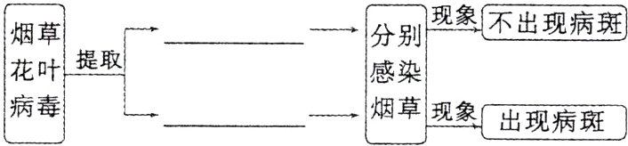 病毒烟草现象出现病斑