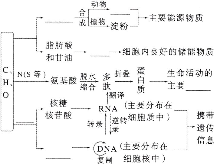 DNA主要分布在细胞核中复制