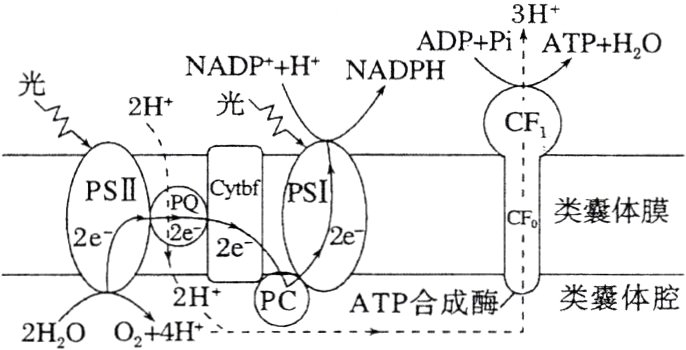 2HP氵ATP合成酶类囊体腔2HOO24H