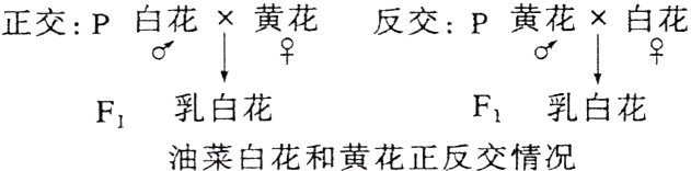 乳白花F1乳白花油菜白花和黄花正反交情况