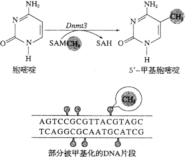 部分被甲基化的DNA片段