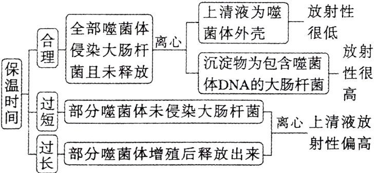 树部分噬菌体增殖后释放出来射性偏高