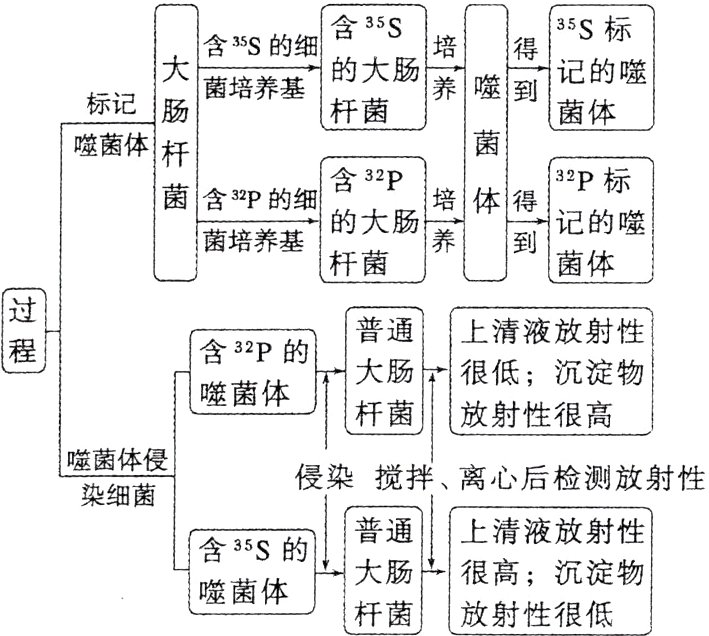 大肠很高沉淀物噬菌体杆菌放射性很低
