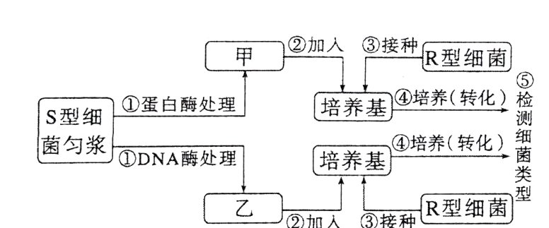 乙加入接种R型细菌