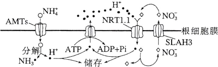 oNLAH3分解HATPPPiNH3储存