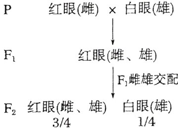 红眼雌雄白眼雄F2