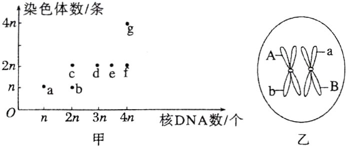 0n2n3n4n核DNA数个