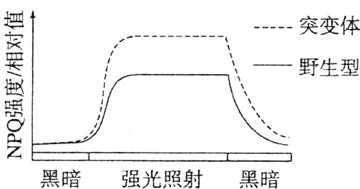黑暗强光照射黑暗
