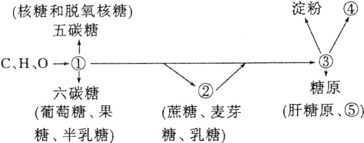 肝糖原葡萄糖果蔗糖麦芽糖半乳糖糖乳糖