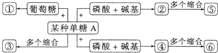 磷酸碱基多个缩合多个缩合