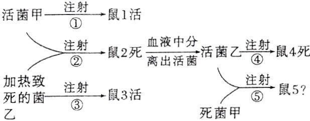 注射死的菌鼠3活死菌甲