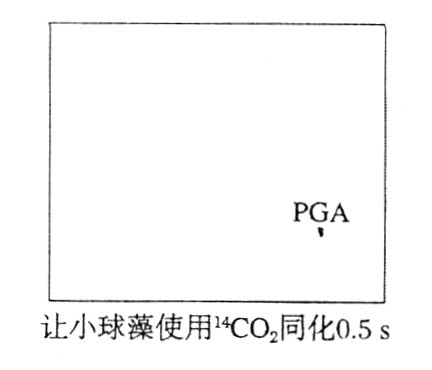 让小球藻使用CO2同化05s