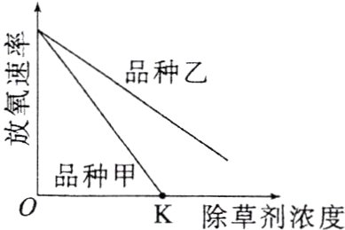 品种甲K除草剂浓度