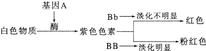 紫色色素白色物质粉红色BB淡化明显