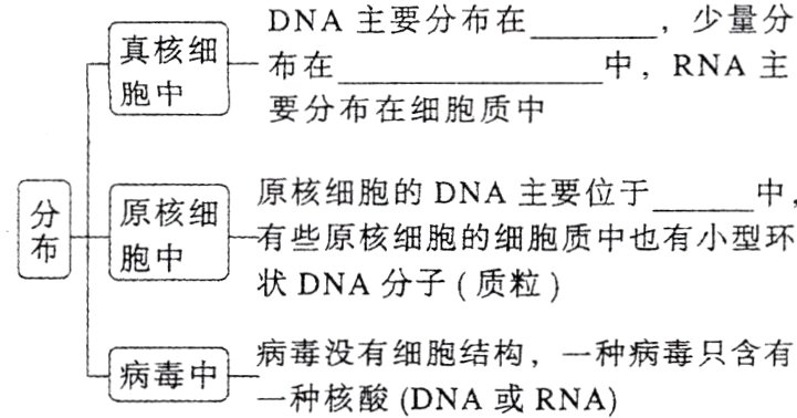 病毒没有细胞结构一种病毒只含有病毒中一种核酸DNA或RNA