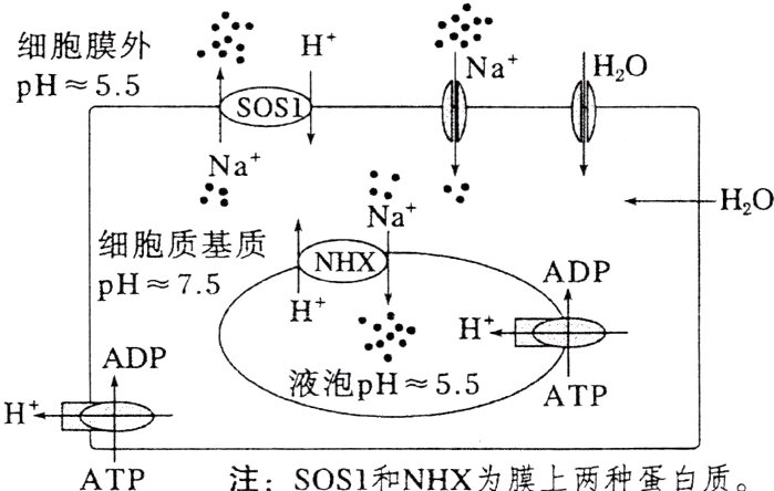 注SOS1和NHX为膜上两种蛋白质ATP