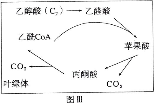 叶绿体CO2图III