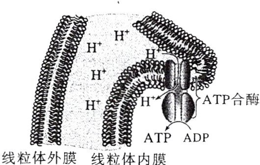 暑ATPADP线粒体外膜线粒体内膜